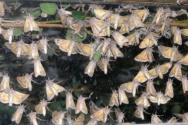 Invasión de polillas en Buenos Aires: no afecta a la salud, dicen los expertos