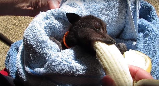 Un murciélago al que le encanta comer bananas