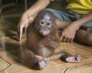 Cría de orangután se abraza para consolarse