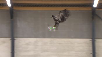 la policia holandesa entrena aguilas para cazar drones la policia holandesa entrena aguilas para cazar drones