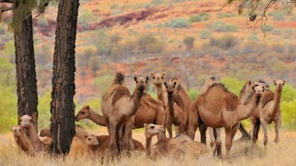 Sacrificarán a 10.000 camellos en Australia por la sequía