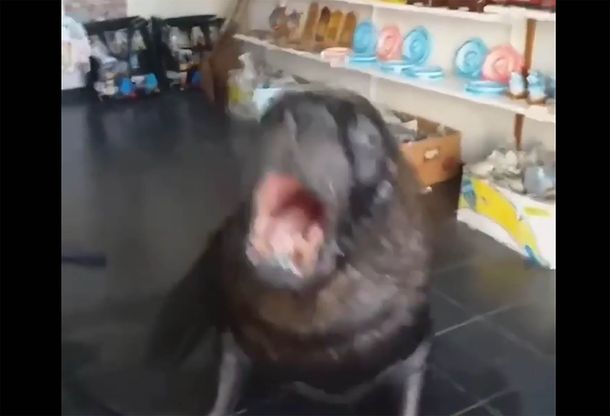 Un lobo marino atendió un local en Mar del Plata