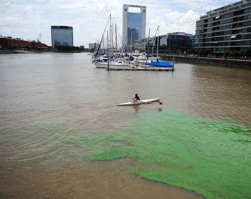 Descubren por qué el agua de Puerto Madero se tiñó de verde