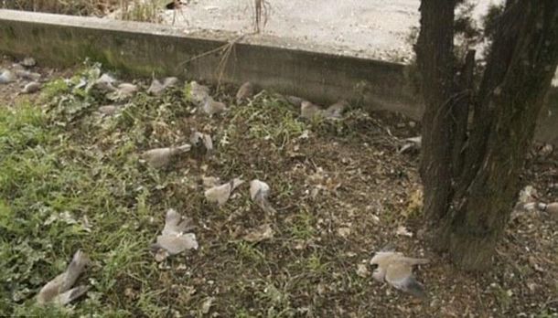 Pidgeons