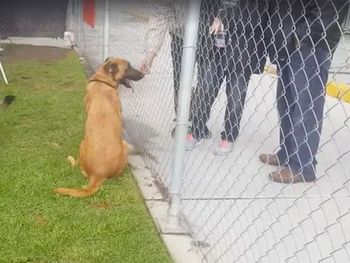 Una perra pensó que su familia venía a buscarla pero se llevaron a otro perro