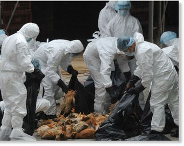 China: ascienden a 16 los muertos por el brote de la gripe aviar