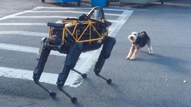 Así fue el encuentro entre un perro robot y uno real