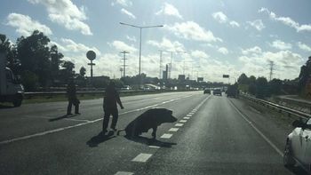 Un chancho apareció en la Panamericana - Crédito: @clauzakhem Un chancho apareció en la Panamericana - Crédito: @clauzakhem
