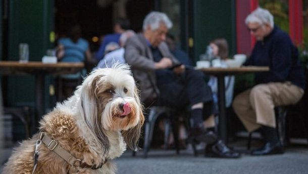 La Ciudad gastará 3 millones de pesos para desarrollar una app para mascotas
