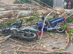 mendoza: un motociclista murio aplastado por un arbol que fue derribado por el viento zonda mendoza: un motociclista murio aplastado por un arbol que fue derribado por el viento zonda