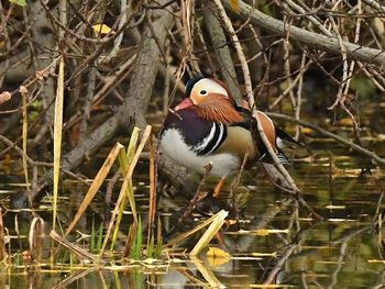 Nueva York, revolucionada por la llegada del pato mandarín al Central Park