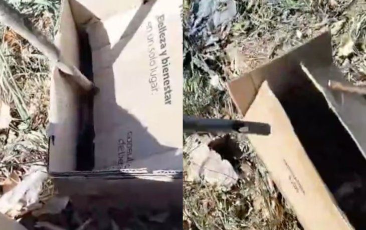Macabro hallazgo en La Plata: encuentran varias cabezas de animales en cajas