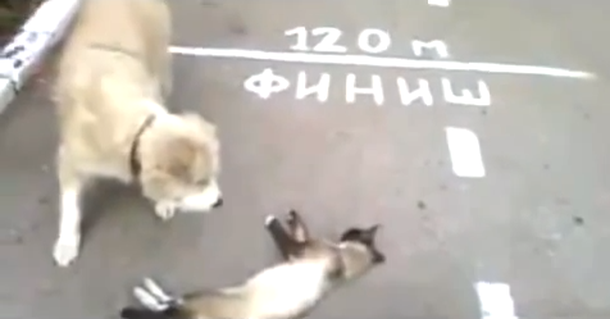 VIDEO: Un gato se hace el muerto para salvarse de un perro