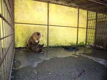 Crueldad en el menú: un oso cautivo en un restó se come a sí mismo