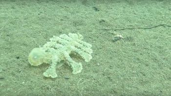 Misteriosa criatura en el océano Misteriosa criatura en el océano