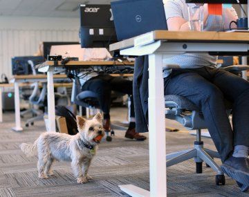 Día Mundial de Llevar el Perro al Trabajo: qué beneficios trae para empleados y empleadores
