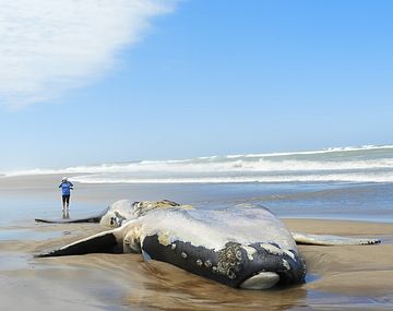 Preocupación por los animales marinos muertos en la costa