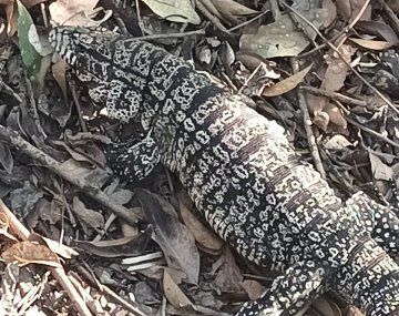Familia de Temperley se encontró con un lagarto overo en el patio de su casa