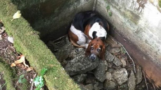 Un perro se mantuvo al lado de su mejor amiga accidentada durante una semana