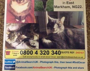 Inglaterra: buscan a un hombre que habría matado a 400 gatos