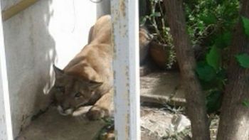 Un puma sorprendió a los vecinos del barrio Ampliación Palmar en Córdoba. Un puma sorprendió a los vecinos del barrio Ampliación Palmar en Córdoba.