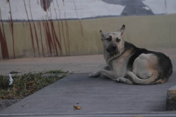 Un hombre murió hace un mes y su perro lo espera en la puerta de la sala velatoria&nbsp;