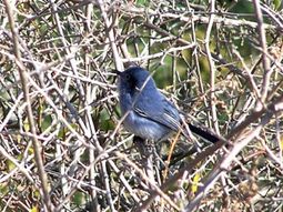 una embarazada se perdio en un monte y sobrevivio comiendo pajaros una embarazada se perdio en un monte y sobrevivio comiendo pajaros