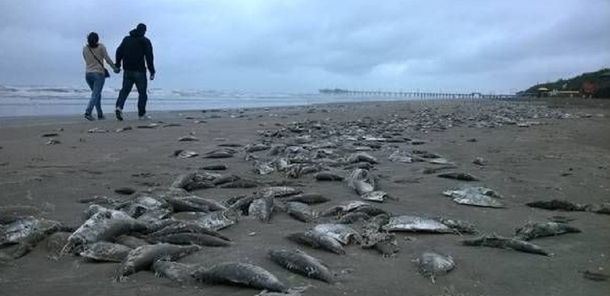 Preocupa en la Costa la sorpresiva aparición de gran cantidad de peces muertos