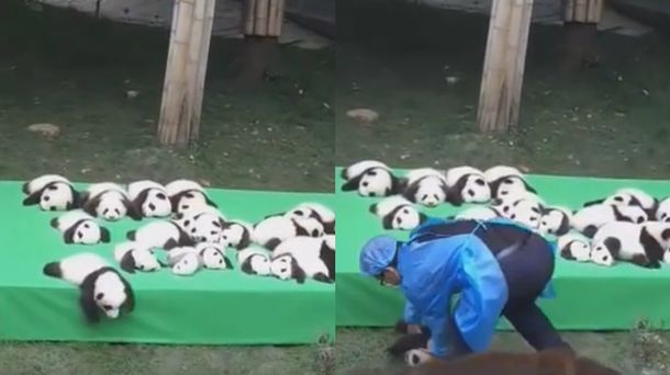 Panda bebé cayó de cabeza al piso durante su presentación en público