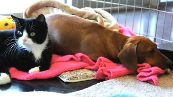 conmueve la amistad entre un perro salchicha y un gato paralitico abandonados conmueve la amistad entre un perro salchicha y un gato paralitico abandonados