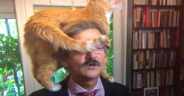 Un gato interrumpió una entrevista en vivo