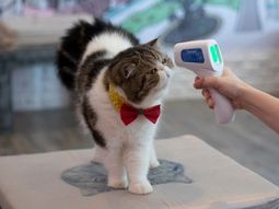Un gato se contagi&oacute; de coronavirus