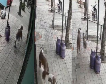 ¡In fraganti! El gracioso video de dos perros robándose mercadería de un kiosco