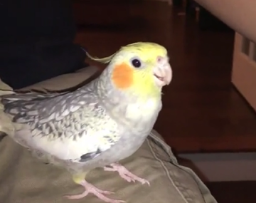 La cacatúa que canta el tono de llamada del iPhone para que su dueño no salga de casa