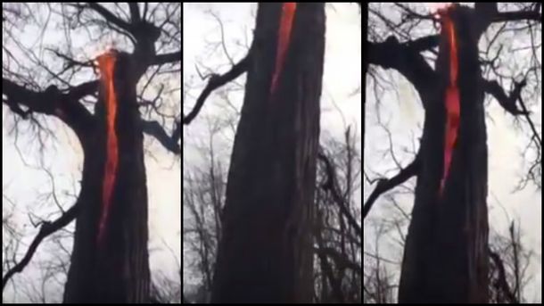 El misterio del diabólico árbol que arde por dentro