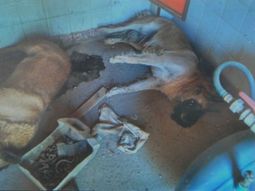 denuncian una matanza de perros en el predio del hospital posadas denuncian una matanza de perros en el predio del hospital posadas