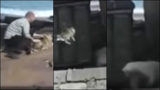 Indignante: arrojó un perro a un oso polar