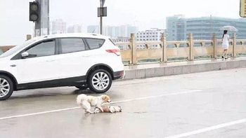 imposible no llorar: un perro trata de reanimar a un amigo atropellado imposible no llorar: un perro trata de reanimar a un amigo atropellado