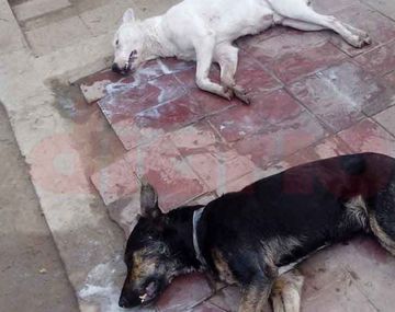 Desalmados: envenenaron a seis perros con comida