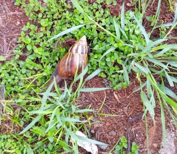 Crédito: Senasa Crédito: Senasa