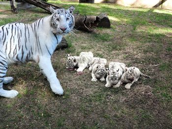 Presentan cuatro tigres de bengala blancos en el zoo porteño