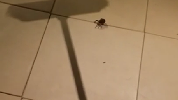 mata una arana, pero salen cientos de bebes mata una arana, pero salen cientos de bebes