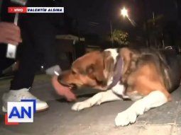 Insólito: un cronista quiso defender a un perro callejero y el animal lo mordió