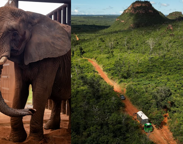 Las mejores fotos y videos de la elefanta Pupy en el paraíso brasilero donde vive ahora