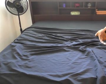 Hacer la cama es todo un desafío con dos gatos en la casa: mirá por qué