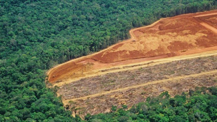El gobierno de Bolsonaro alienta abiertamente la deforestación del Amazonas para favorecer a grandes grupos agropecuarios.
