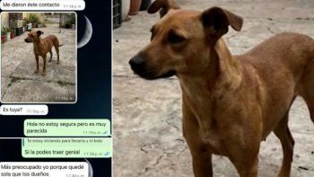 Perdió a su perra y quisieron estafarla usando inteligencia artificial Perdió a su perra y quisieron estafarla usando inteligencia artificial
