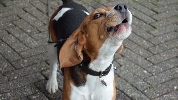 una aplicacion de celular permite saber que sienten los perros una aplicacion de celular permite saber que sienten los perros