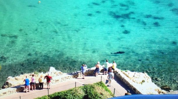 Hay temor en las playas de Mallorca por la aparición de una peligrosa criatura