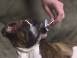 pura ternura: el boxer que no duerme sin su chupete pura ternura: el boxer que no duerme sin su chupete